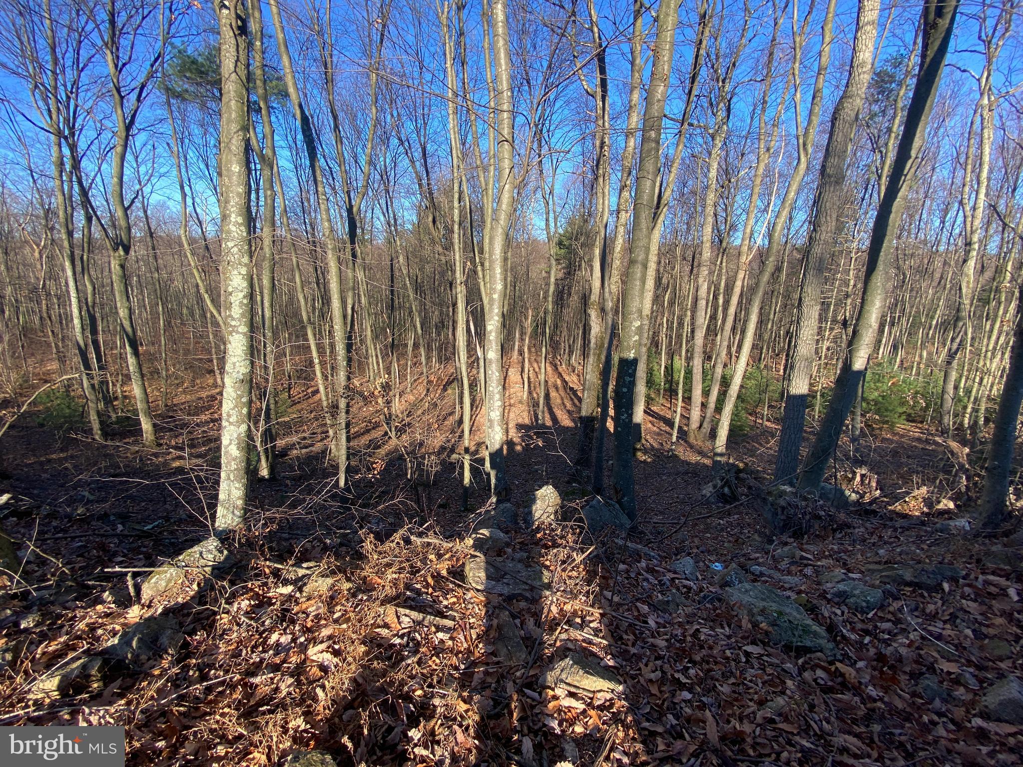 590 Indiana Road Landisburg, PA 17040 - Photo 79 of 128 Wooded land
