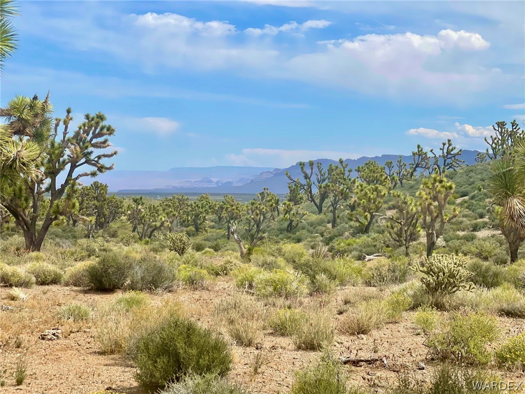 a view of a bunch of trees and bushes