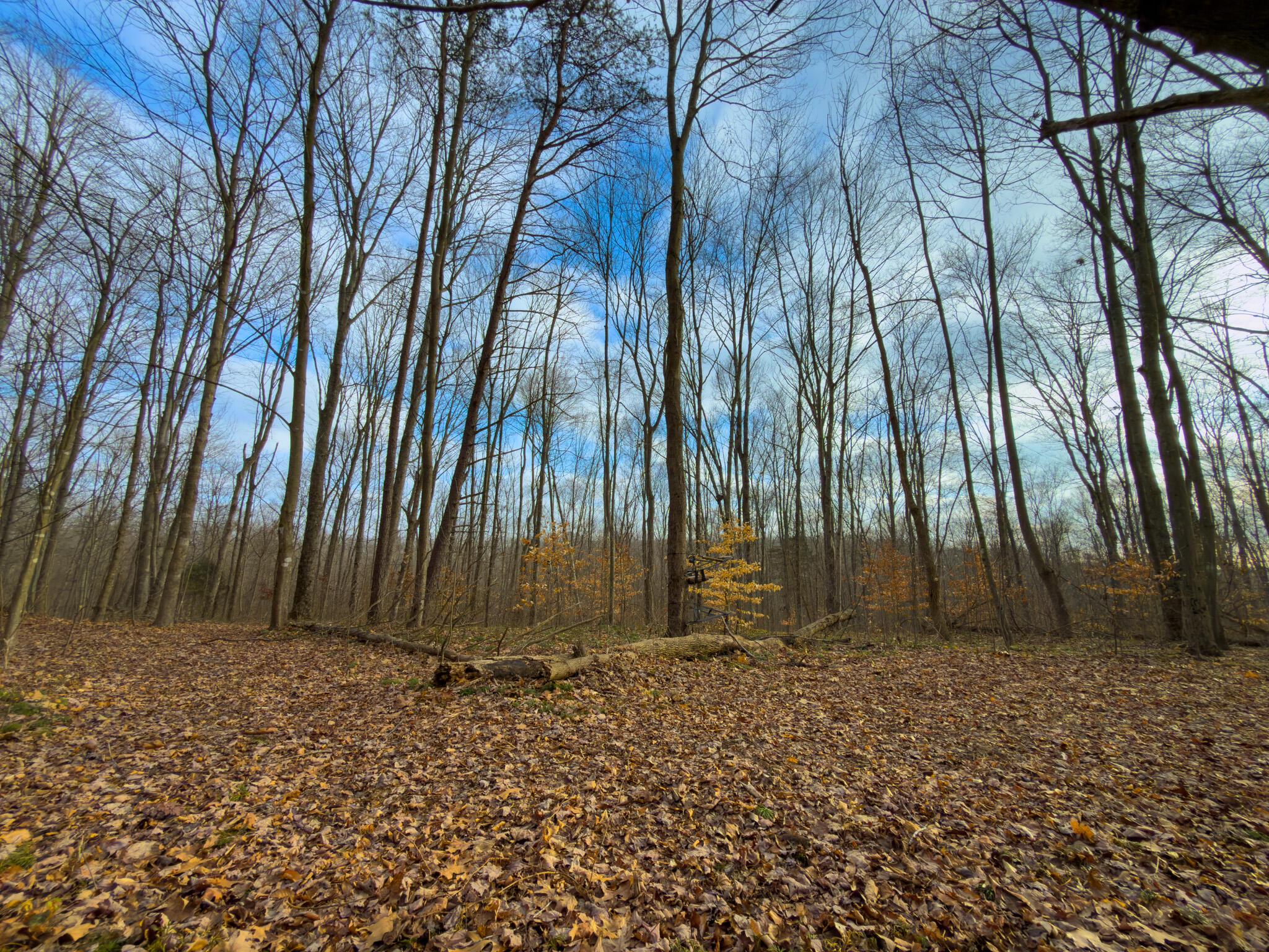 0 Long Fork Road Piketon, OH 45661 - Photo 24 of 37 Long fork rd.-24