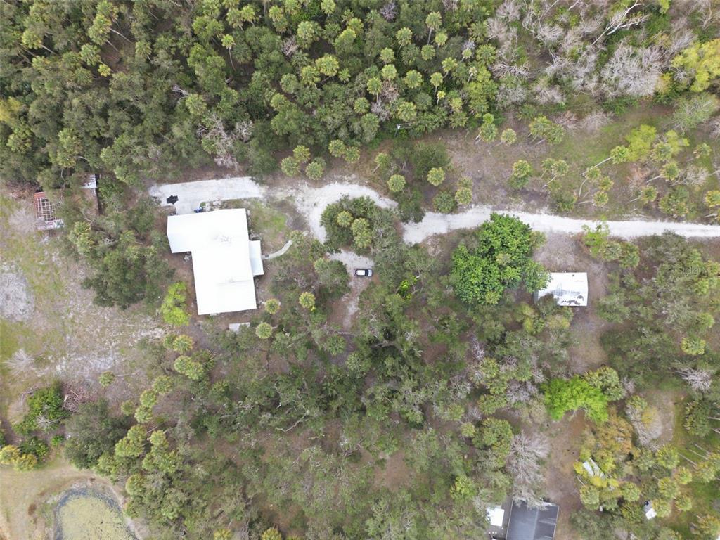 4570 Hidden River Road Sarasota, FL 34240 - Photo 8 of 45 a close up of a plant in a forest