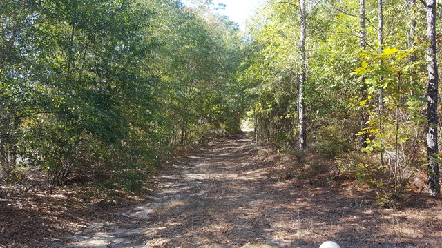0 Seminole Road Richland, GA 31825 - Photo 12 of 19 Gallery Image 12
