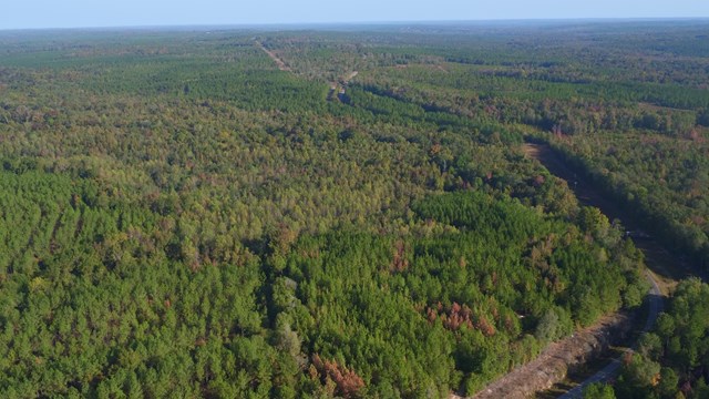 0 Seminole Road Richland, GA 31825 - Photo 18 of 19 Gallery Image 18