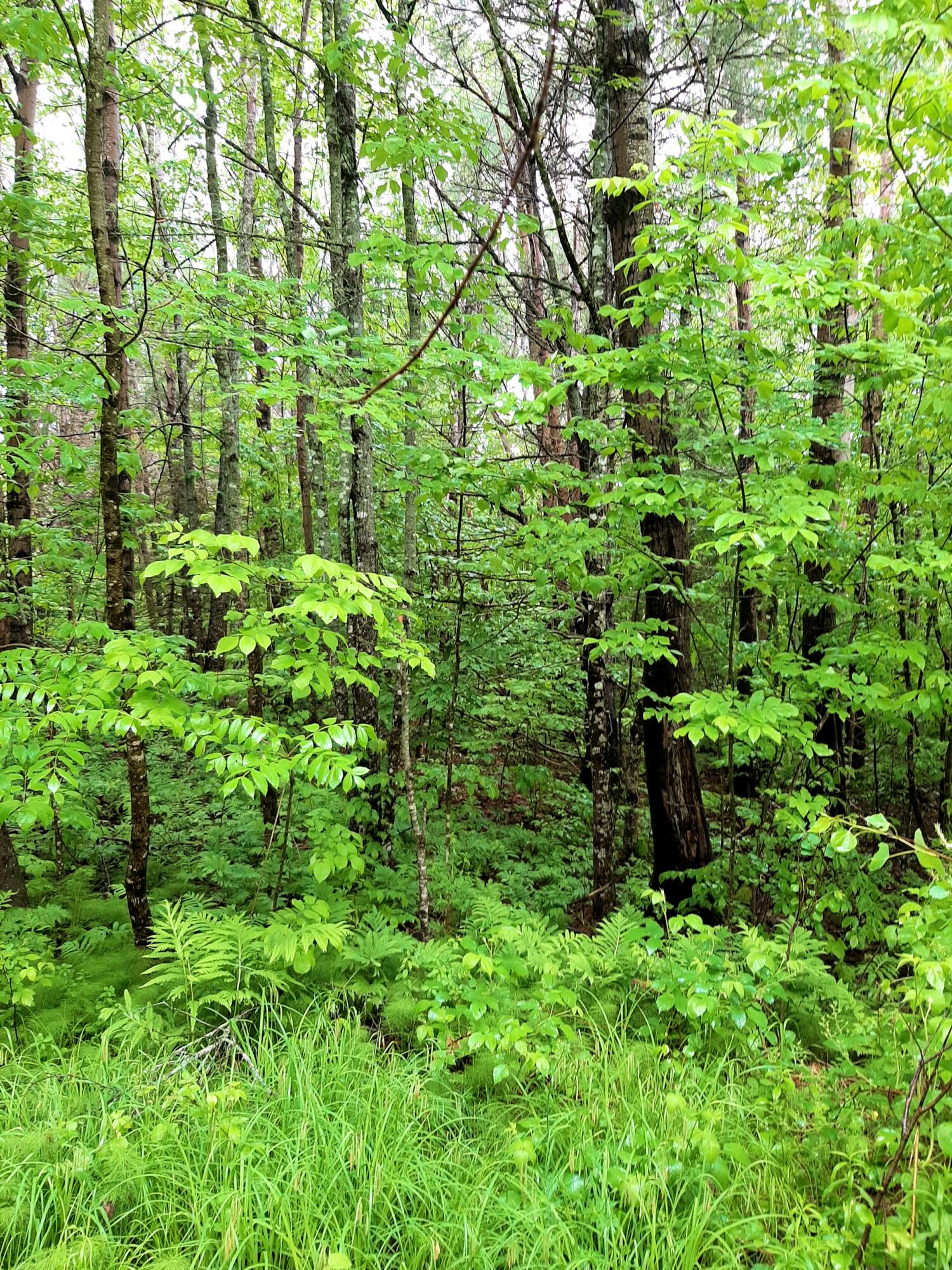 Lot # Lot#17-9 North Road Winn, ME 04495 - Photo 11 of 31 1 TBD North Road 1k