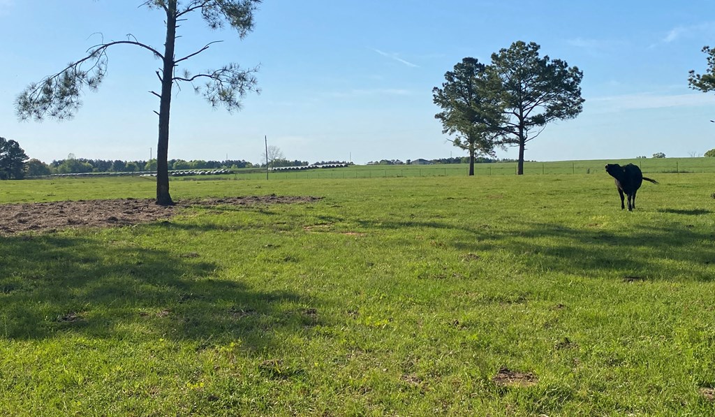 0 Co Road Abbeville, AL 36310 - Photo 46 of 53