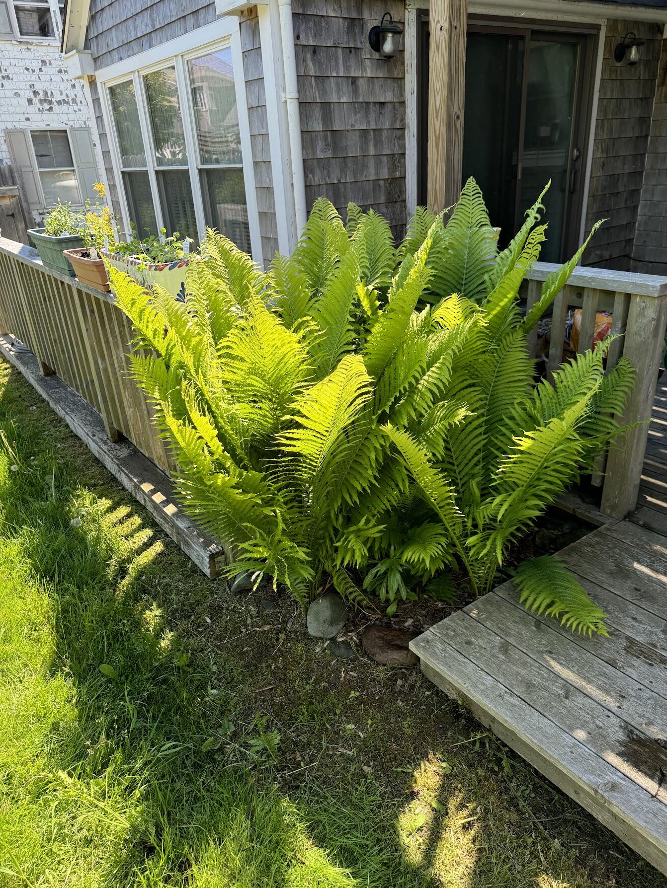 23 Washington Street Lubec, ME 04652 - Photo 36 of 49 23 Washington - Backyard 14