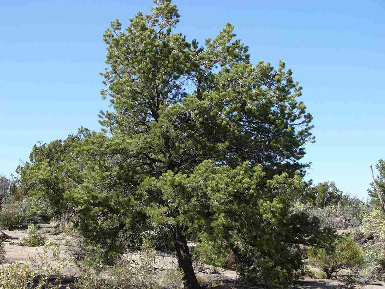 Tbd Perche Tbd Perche See Second Address Snowflake, AZ 85937 - Photo 13 of 16