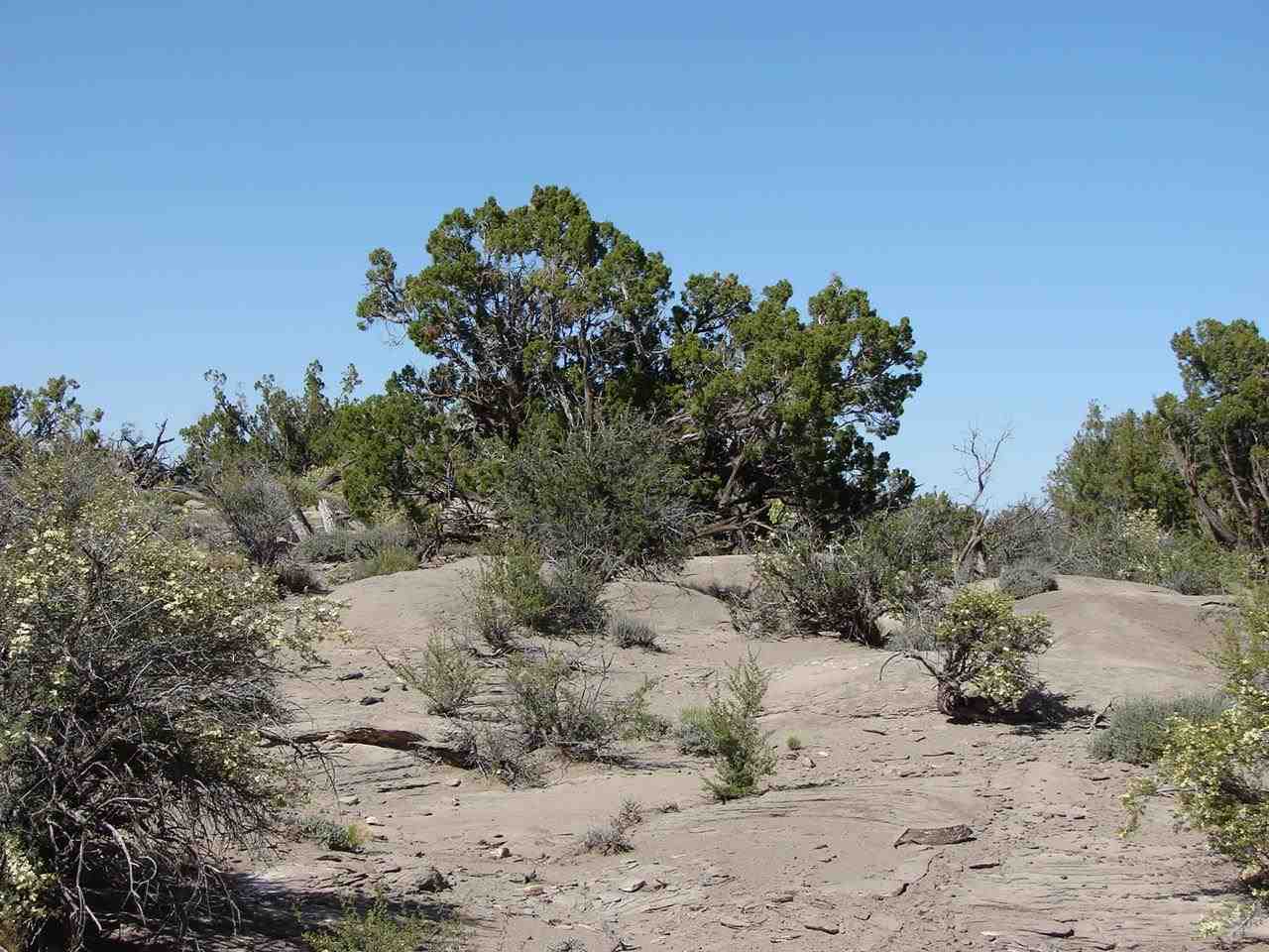 Tbd Perche Tbd Perche See Second Address Snowflake, AZ 85937 - Photo 14 of 16