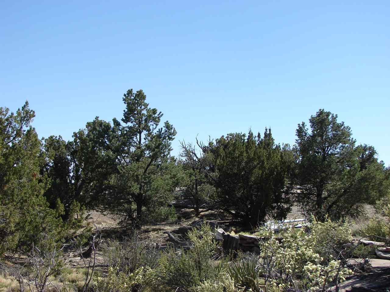 Tbd Perche Tbd Perche See Second Address Snowflake, AZ 85937 - Photo 10 of 16