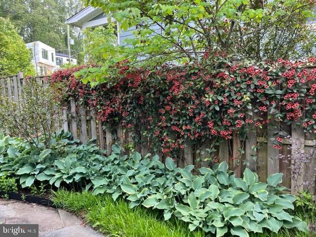 6521 East Halbert Road Bethesda, MD 20817 - Photo 44 of 52 Gorgeous Plantings!