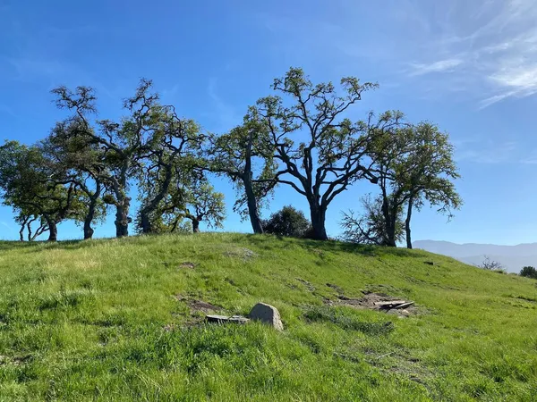 a view of a field with trees in the background