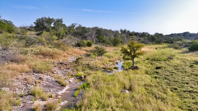 a view of a forest with a tree