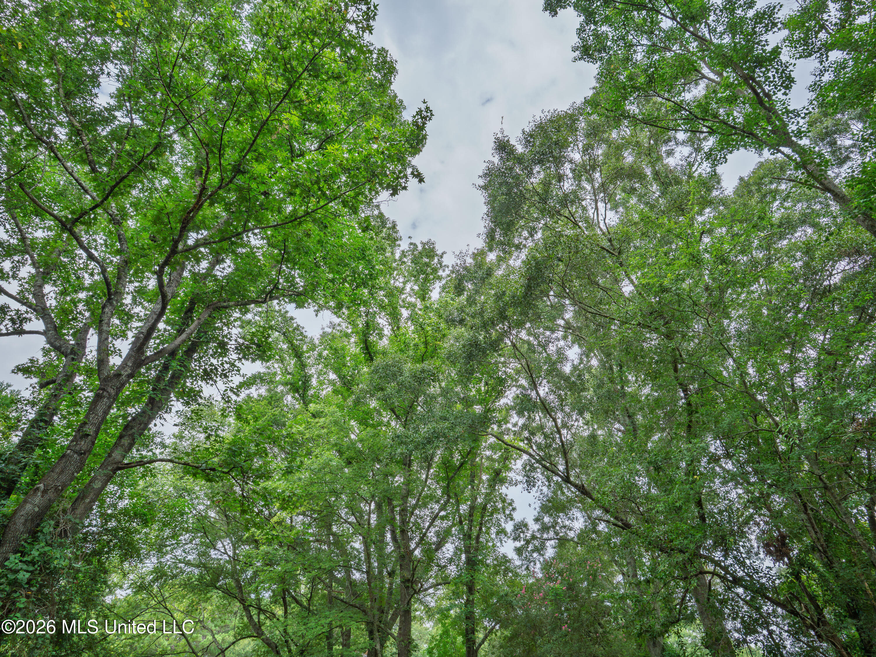 Spring Street Taylorsville, MS 39168 - Photo 4 of 57 A7404235