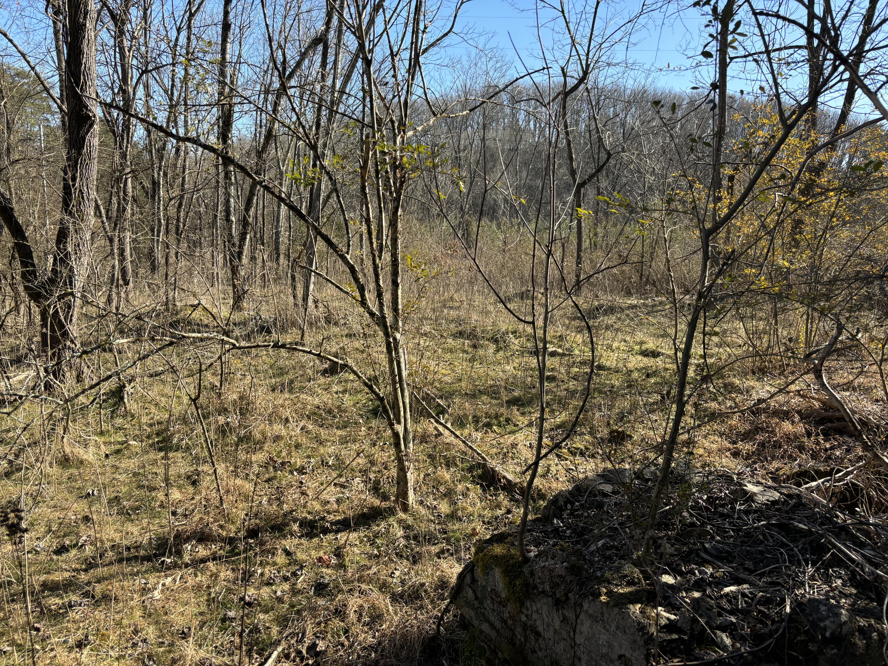 0 Dividing Ridge Road Evensville, TN 37332 - Photo 30 of 33 Photo Jan 29 2025, 2 47 55 PM