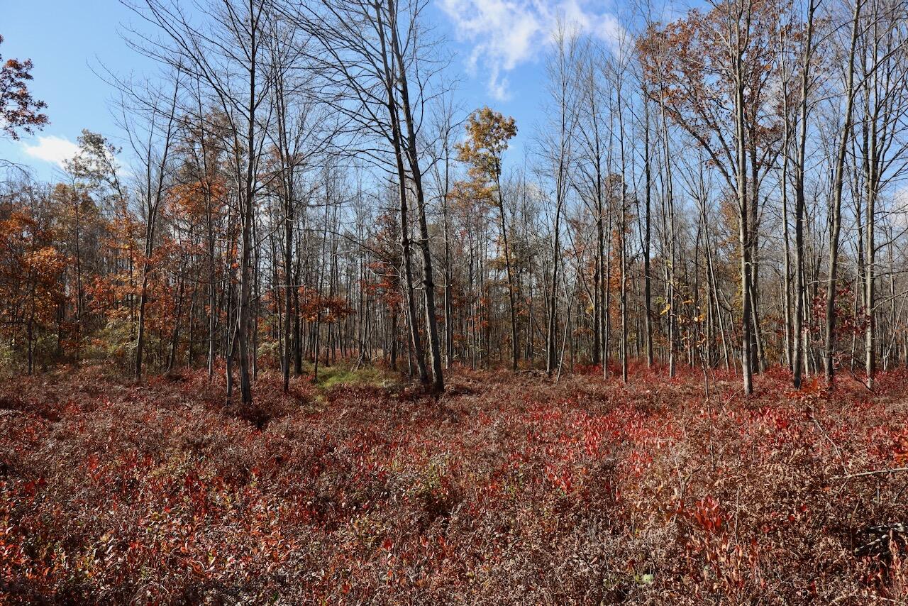 West Beamish Road Sanford, MI 48657 - Photo 18 of 27