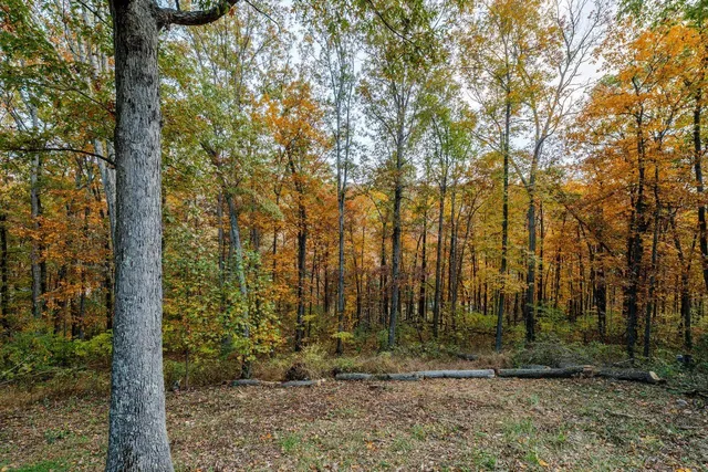 a view of outdoor space and tree