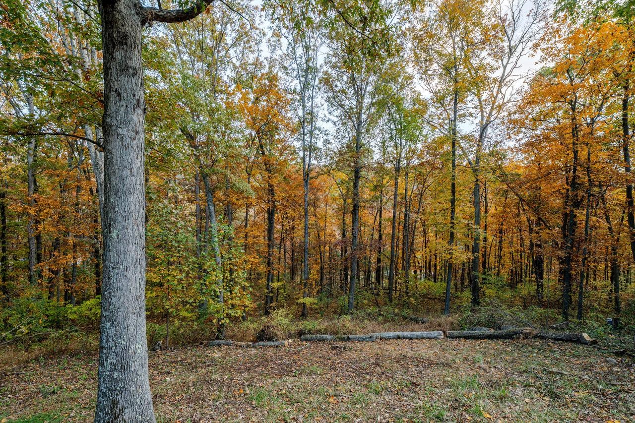 115 Risk Road Mount Jackson, VA 22842 - Photo 36 of 50 a view of outdoor space and tree