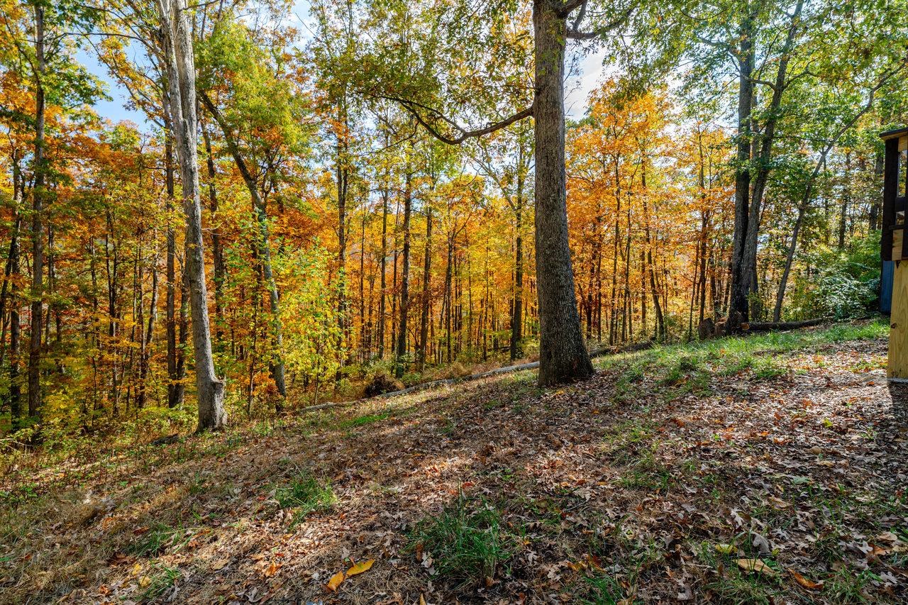 115 Risk Road Mount Jackson, VA 22842 - Photo 37 of 50 a view of backyard with green space