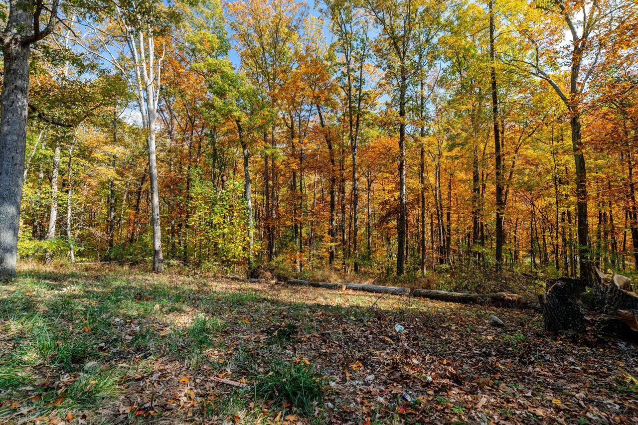 115 Risk Road Mount Jackson, VA 22842 - Photo 40 of 50 a view of outdoor space with trees