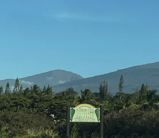 a view of a bunch of trees and bushes