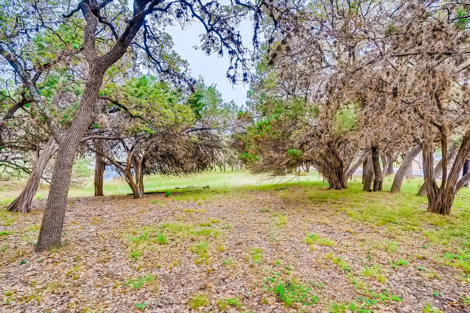 a view of a yard with trees