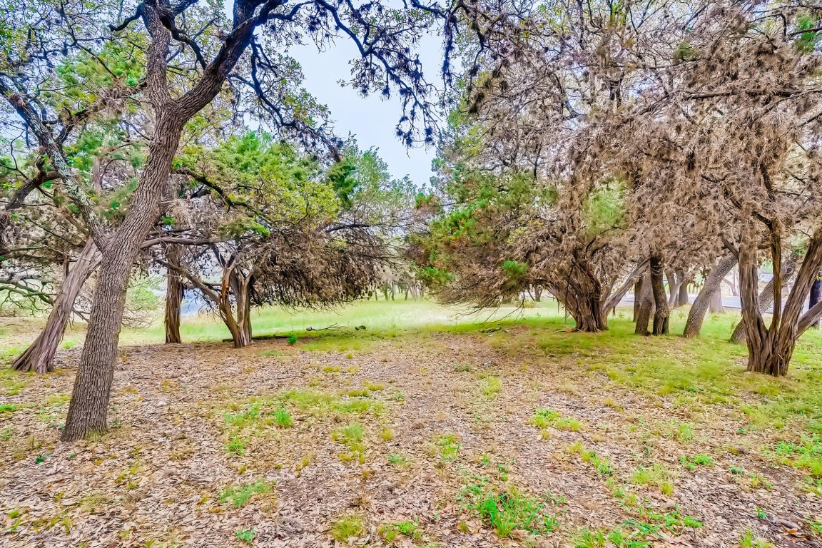 a view of a yard with a tree