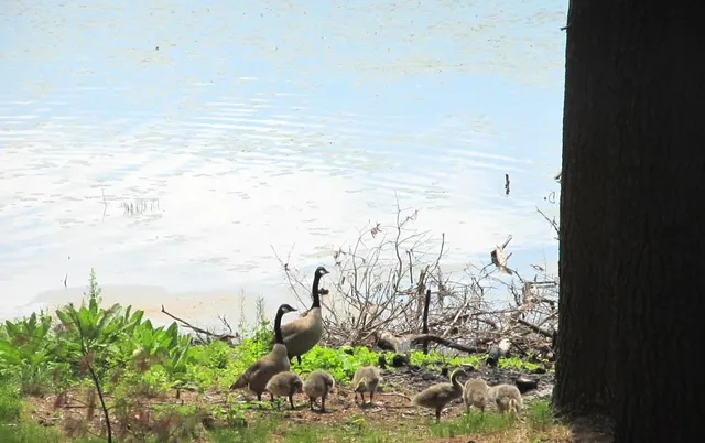 $500,000 | 49.79-ac Forest Drive, Hancock, WI 54943