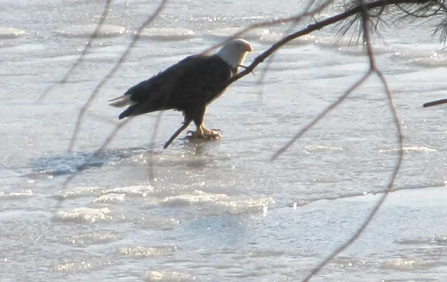 $500,000 | 49.79-ac Forest Drive, Hancock, WI 54943