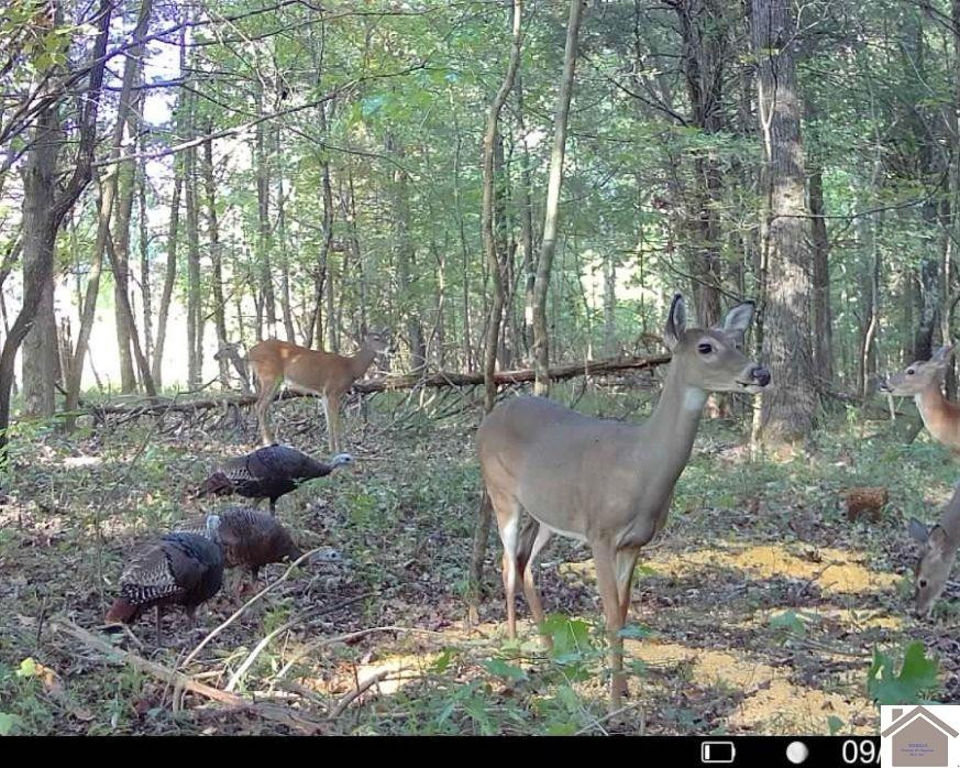 0 Pleasant Hill Road Princeton, KY 42445 - Photo 10 of 23 Photo 11