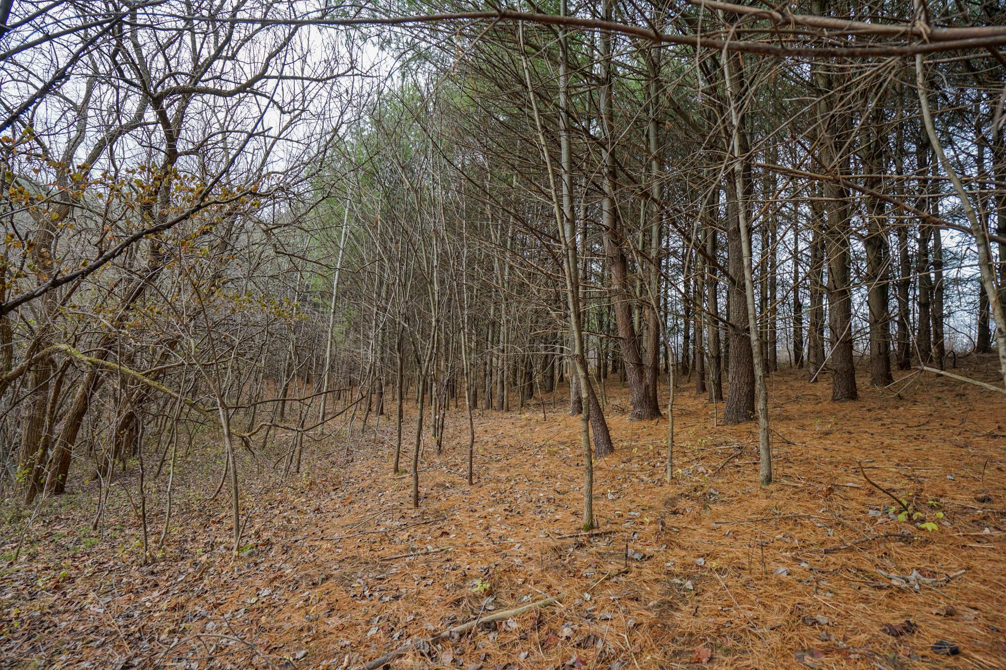 0 Fogle Road Caldwell, OH 43724 - Photo 20 of 42 DSC09904