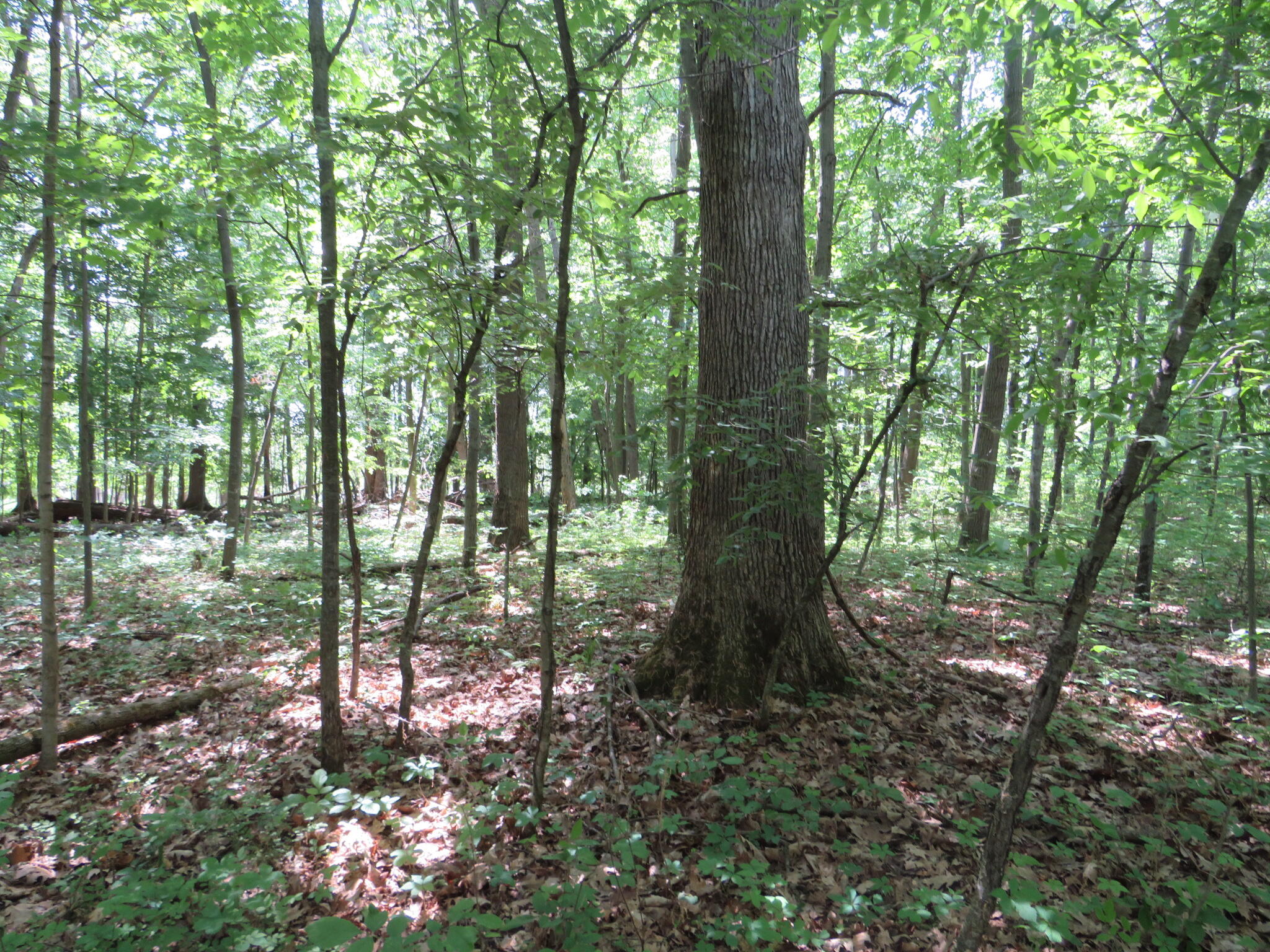 2347 West Maple Road Perrinton, MI 48871 - Photo 44 of 64 IMG_4269