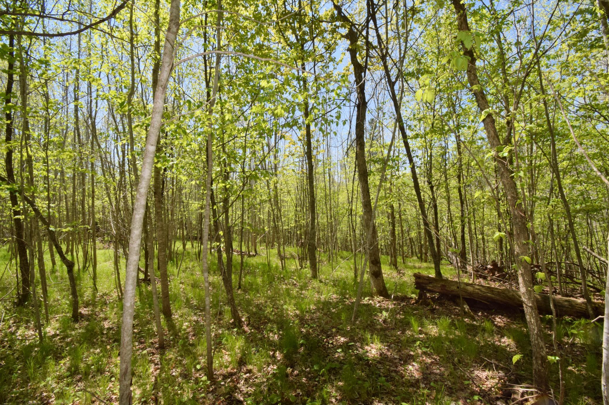 Lot 10 Fremsted Road Danbury, WI 54830 - Photo 9 of 28