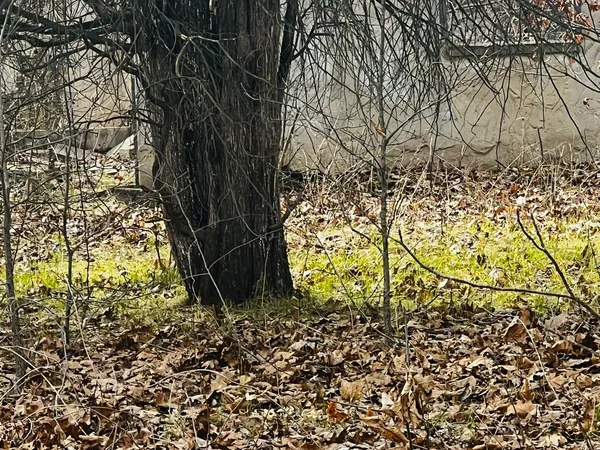 a view of yard