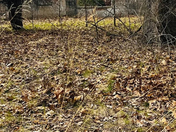 a view of a tree with a yard