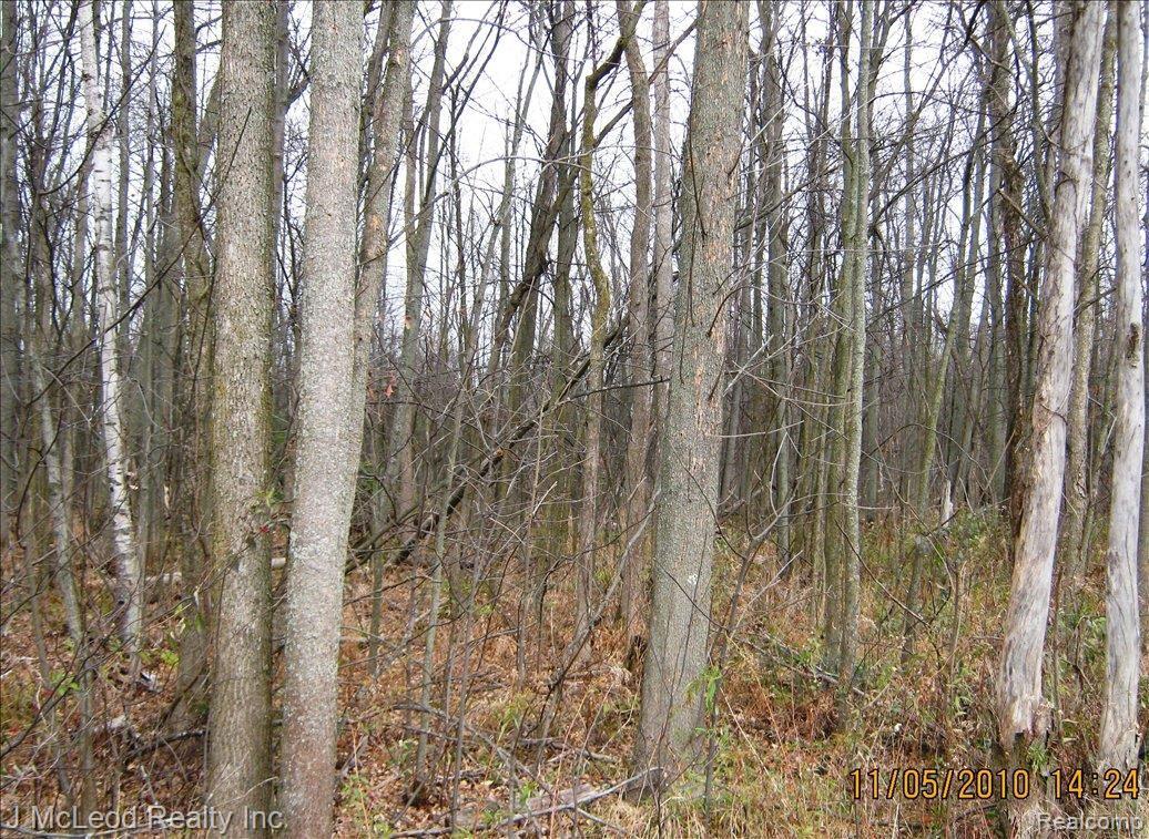 Par A Par A Sheridan Road Vassar, MI 48768 - Photo 1 of 4 IMG_1648