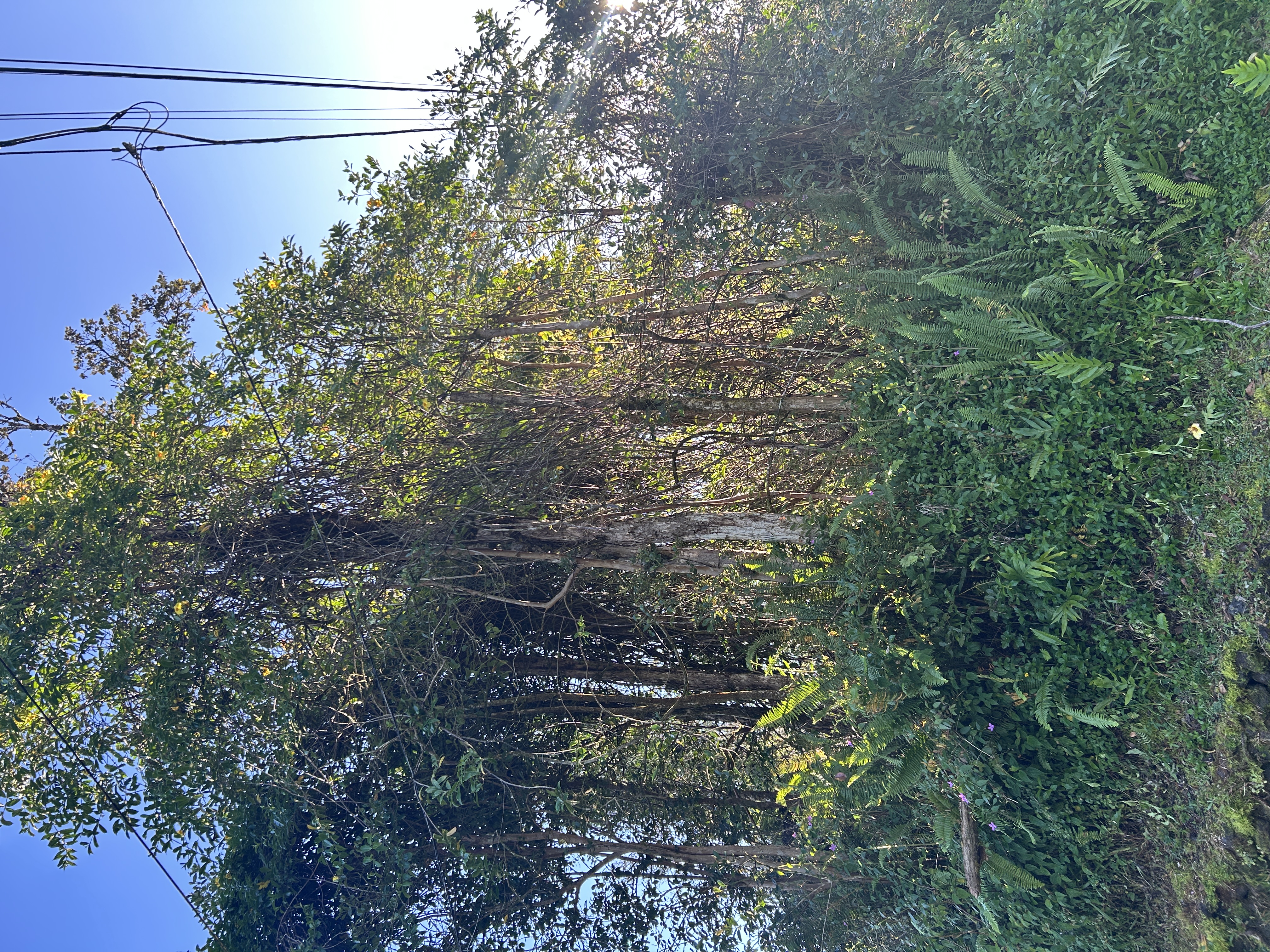 Kahoolawe Road Pahoa, HI 96778 - Photo 14 of 15 Gallery Image 14
