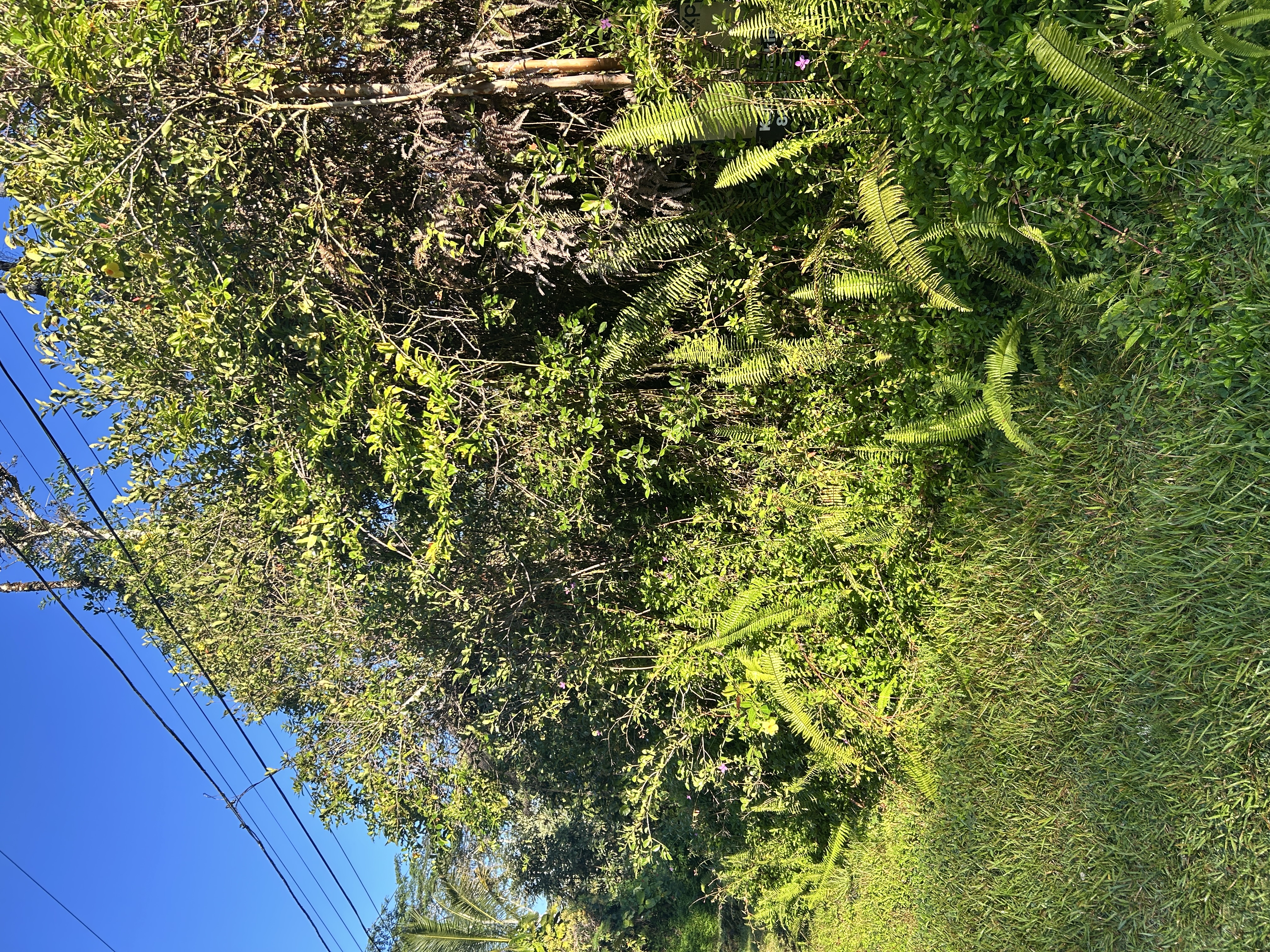 Kahoolawe Road Pahoa, HI 96778 - Photo 4 of 15 Gallery Image 4