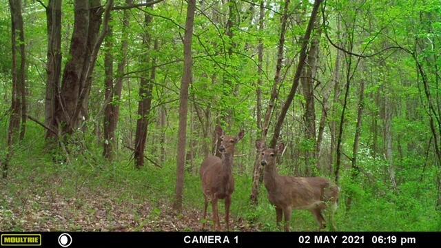 57640 St John Road Quaker City, OH 43773 - Photo 12 of 51 2 Deer-5