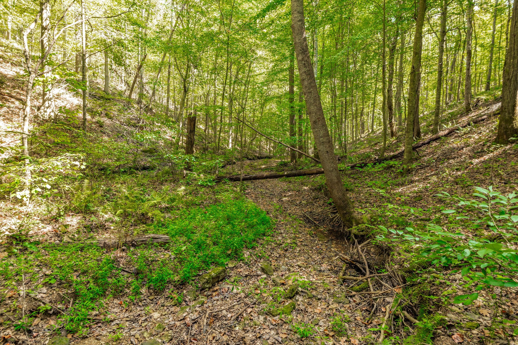0 Spring Hollow Road Lafayette, TN 37083 - Photo 16 of 42 Gallery Image 16
