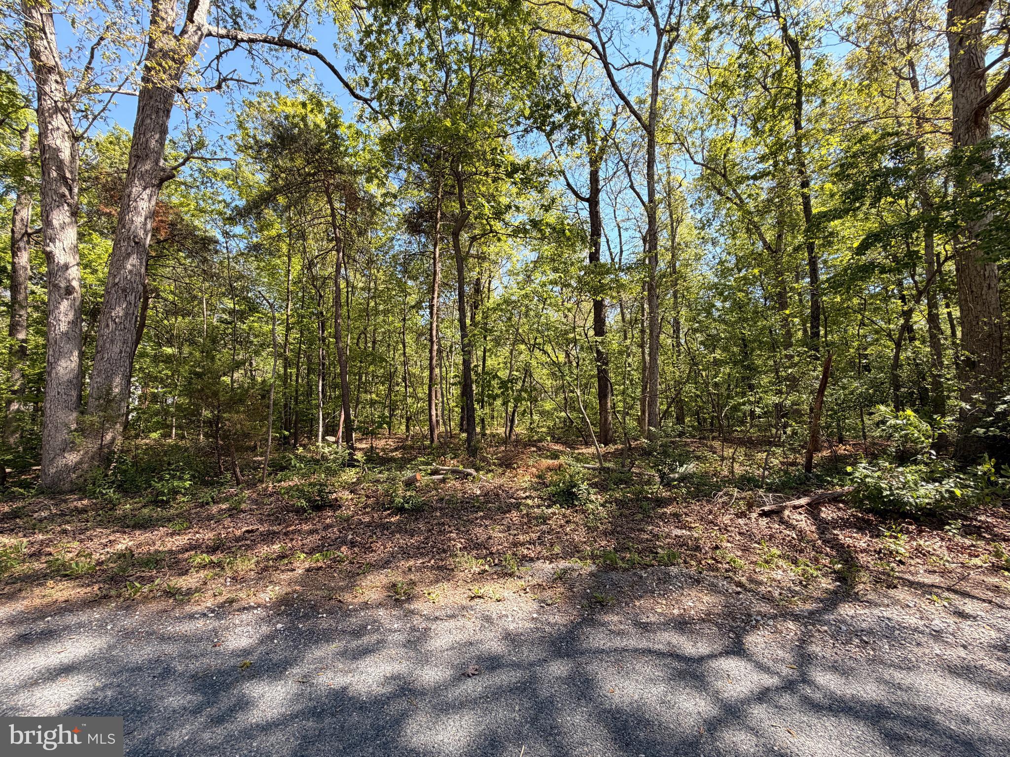 25865 Brookwood Road Greensboro, MD 21639 - Photo 8 of 18 a view of a forest with trees