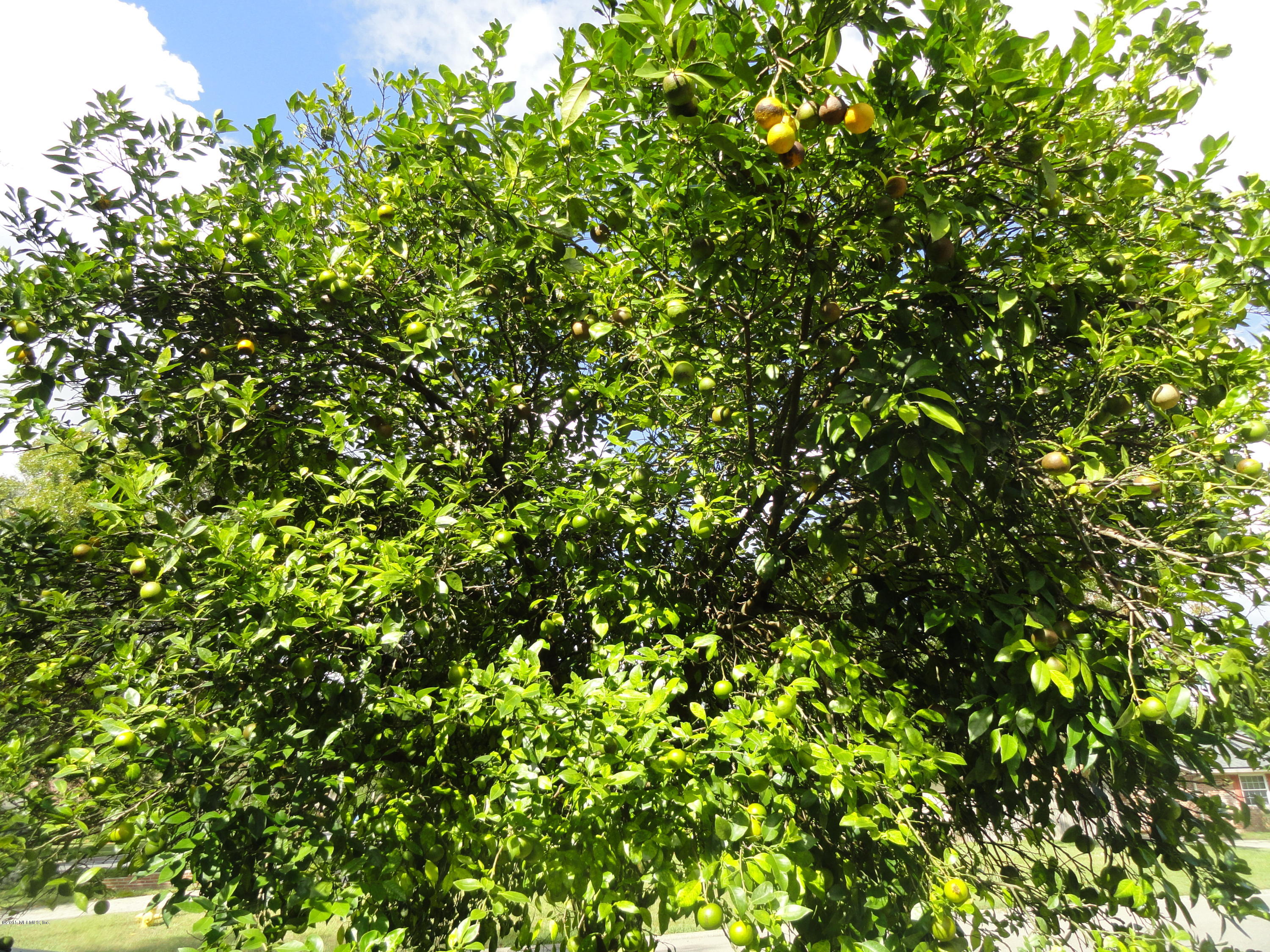 5760 Fort Sumter Road Jacksonville, FL 32210 - Photo 26 of 27 FRUIT TREE