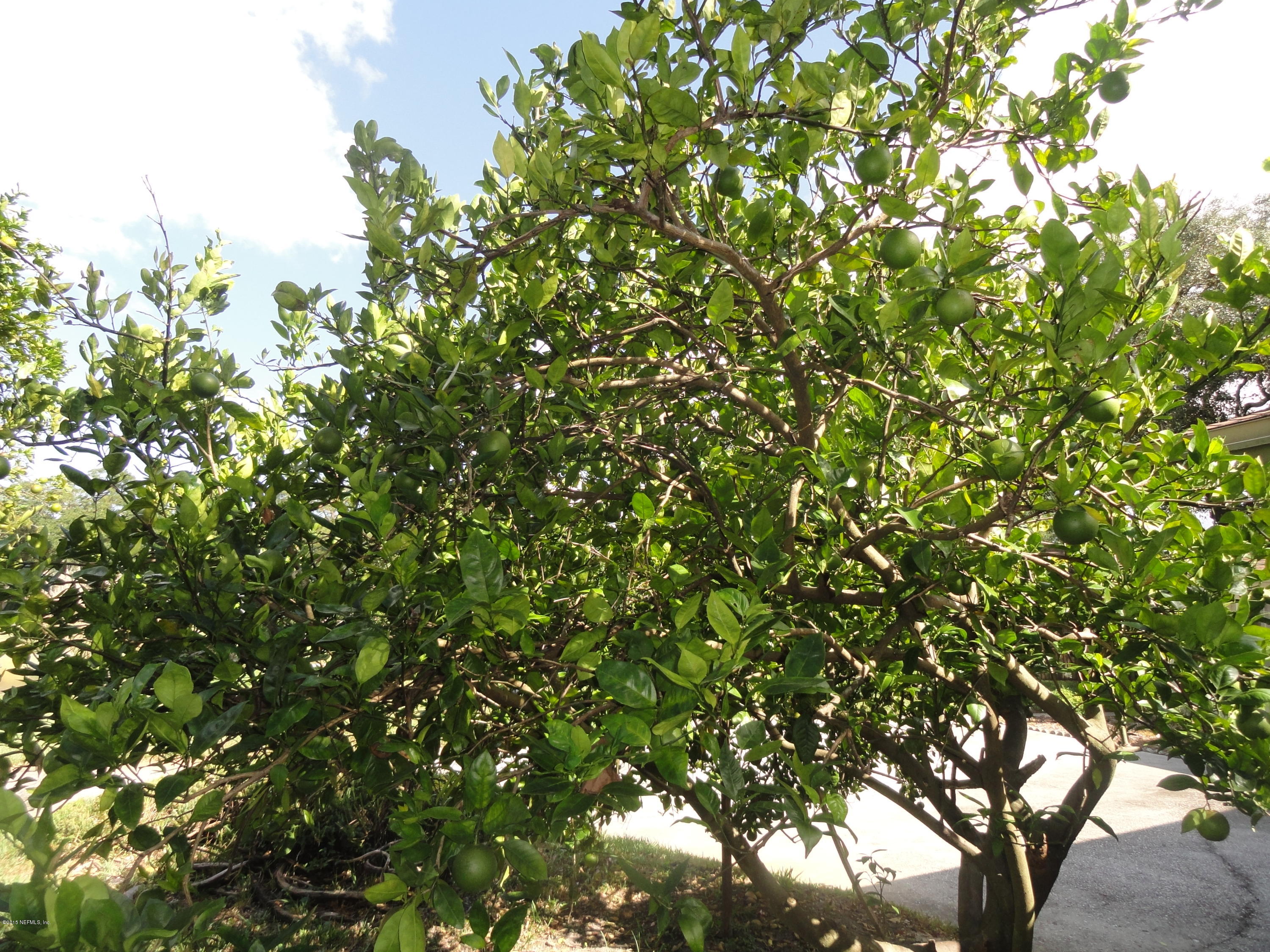 5760 Fort Sumter Road Jacksonville, FL 32210 - Photo 27 of 27 FRUIT TREE