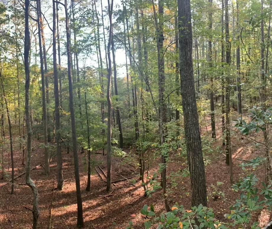 11.770 Daugherty Road Onancock, VA 23417 - Photo 2 of 13
