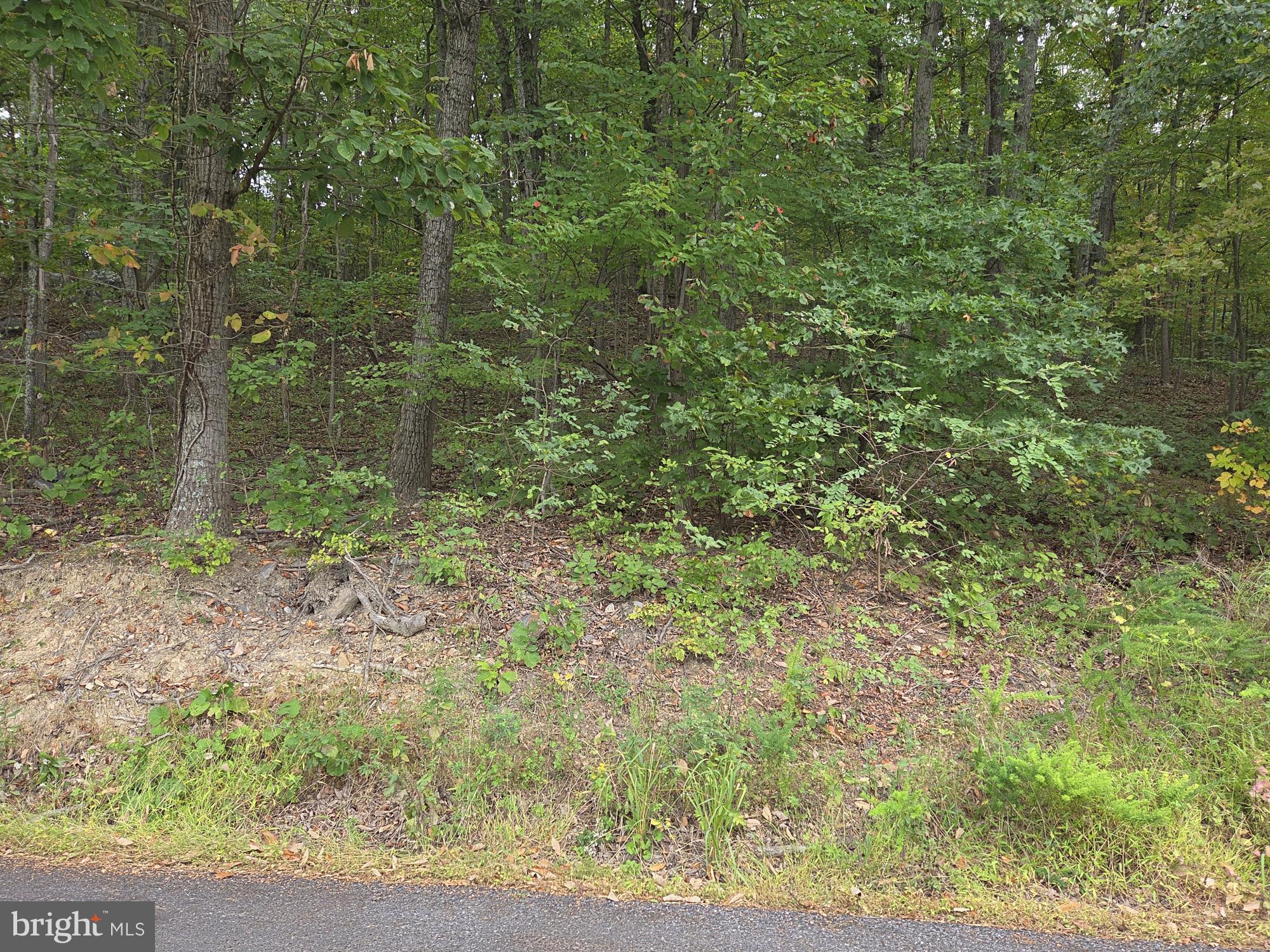 a view of a yard with a tree