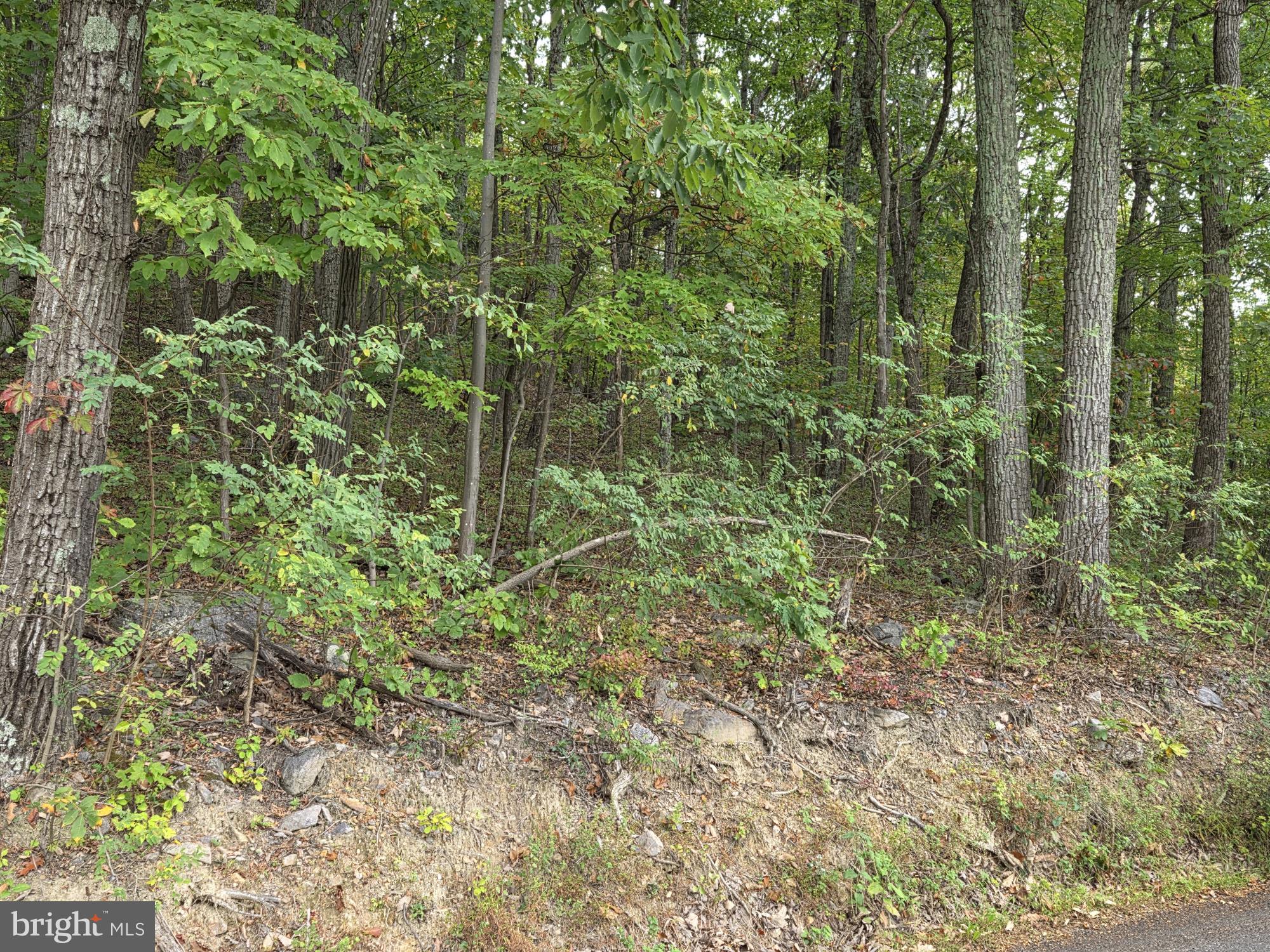0 Drummer Hill Road Front Royal, VA 22630 - Photo 4 of 10 a view of a forest