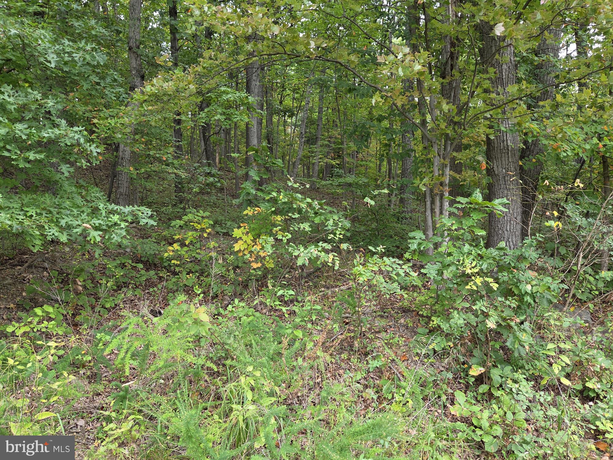 0 Drummer Hill Road Front Royal, VA 22630 - Photo 6 of 10 a view of a forest with a tree