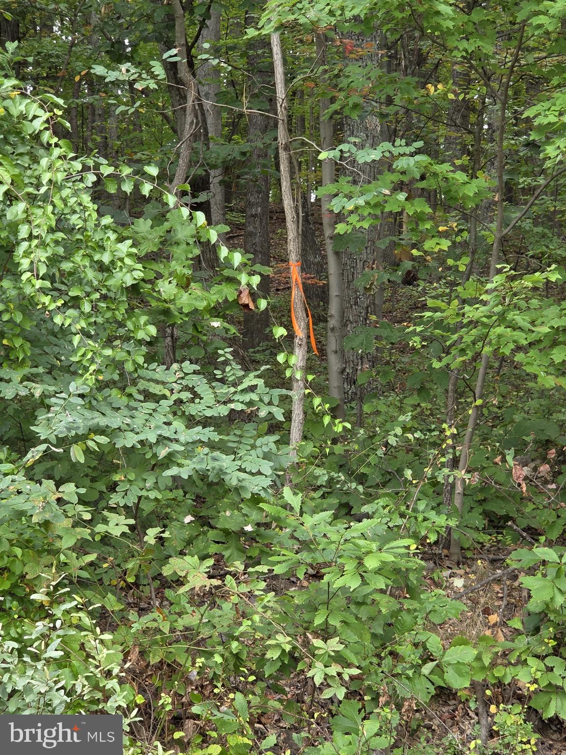 0 Drummer Hill Road Front Royal, VA 22630 - Photo 8 of 10 a view of a plant in a garden