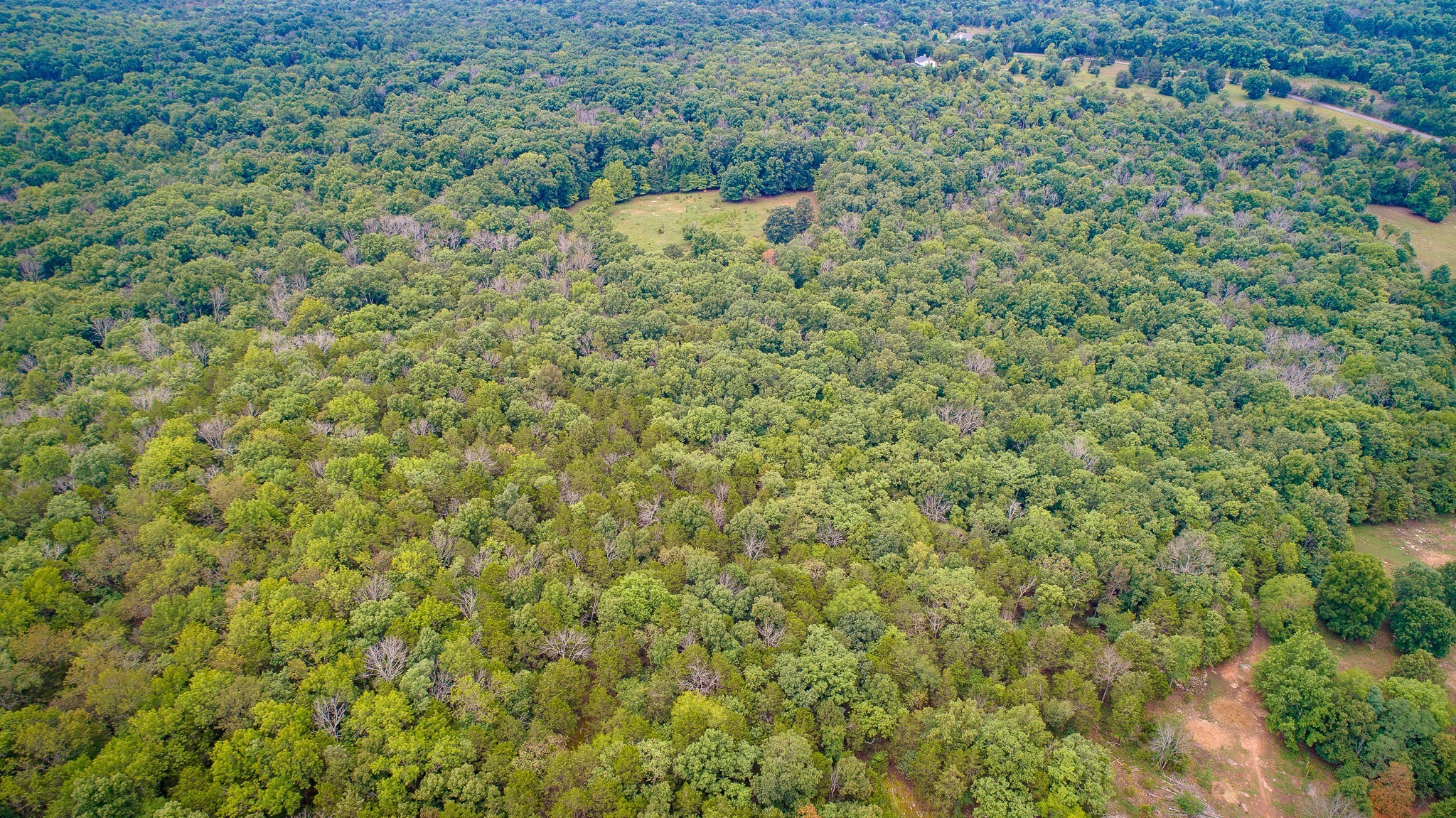 0 Factory Road Murfreesboro, TN 37130 - Photo 4 of 6 a view of a forest with a street