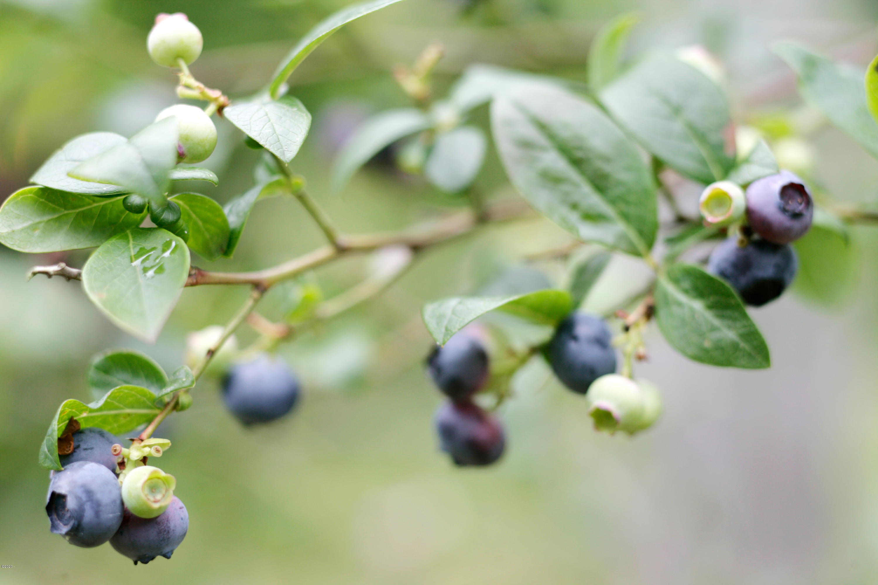 1266 North Yachats River Road Yachats, OR 97498 - Photo 63 of 79 Berries