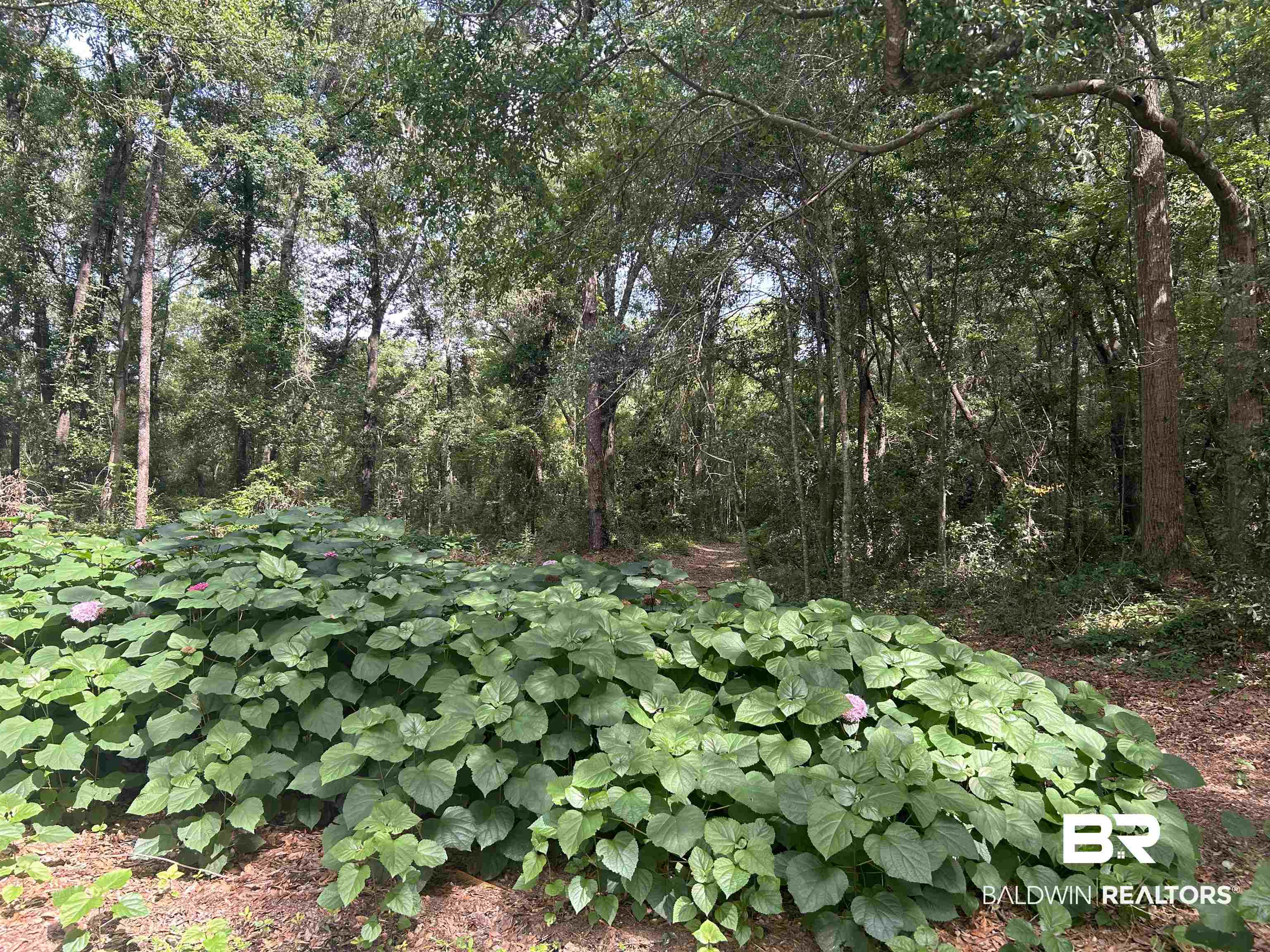 0 Autumn Ridge Drive Mobile, AL 36695 - Photo 1 of 1 View of wooded area