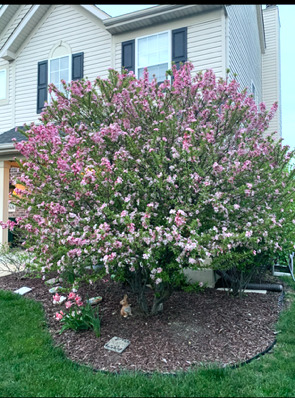 1616 Stanton Lane Plainfield, IL 60586 - Photo 31 of 41